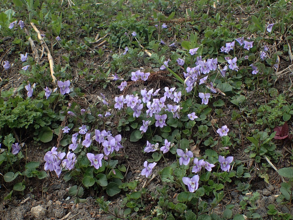 蕨山 春の花旅 アカヤシオ・ツツジ・スミレを愛でに』飯能(埼玉県)の旅行記・ブログ by