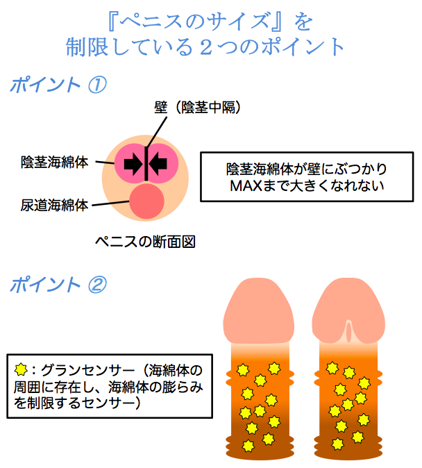 決定版】勃起力を上げる筋トレ方法6選！プロテインとの相乗効果も解説 | オンライン診療NAVI