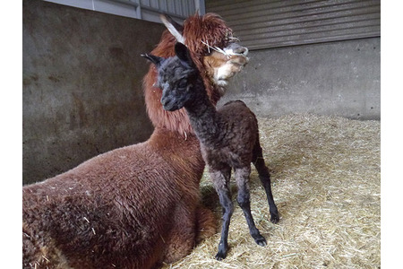 アルパカの飼育体験♪】アルパカのお世話をしながらどんな動物か観察してみよう！《1日1組限定4名様まで》[じゃらん限定]/アルパカふれあいランド - 