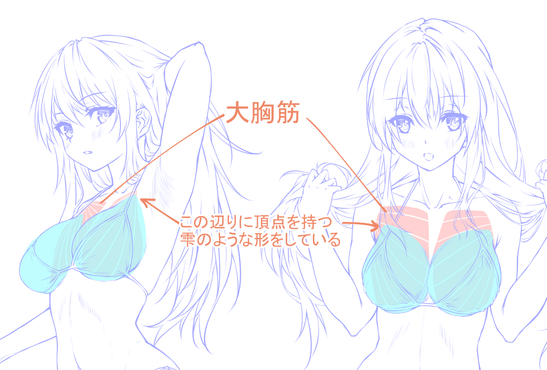 ﾟ∀ﾟ)o彡゜おっぱい!おっぱい! (おっぱいおっぱい)とは【ピクシブ百科事典】