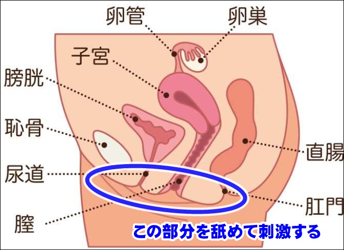 女性がイクのを我慢できないクリ舐めのやり方！上手だと思われるコツはこれだ｜駅ちか！風俗雑記帳