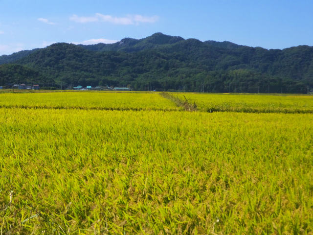 Run伴＋足利・佐野