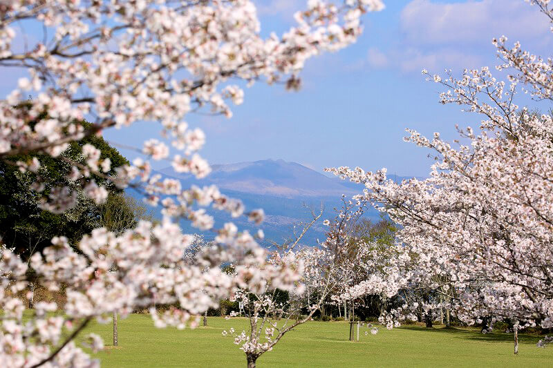 楽天ブックス: Sakura Full bloom cherry♪・霧島さくら