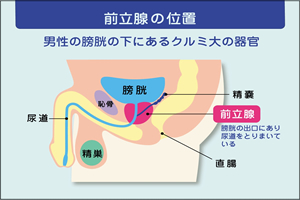 はじめての緊縛SM調教 終わらない前立腺イキ地獄|無料・立ち読みもある女性のための電子コミックサイト【エルラブ】