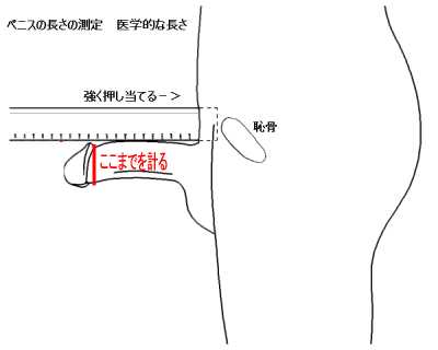 チントレのやり方について徹底解説！ツイッターの成果報告まとめと摂るべき成分 | Men's Chinchi