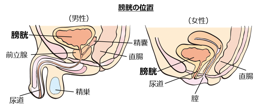 CBDやCBDオイルは膀胱炎で悩む方の救世主？作用を詳しく解説！ | THE CBDの株式会社麻田製薬(Asada