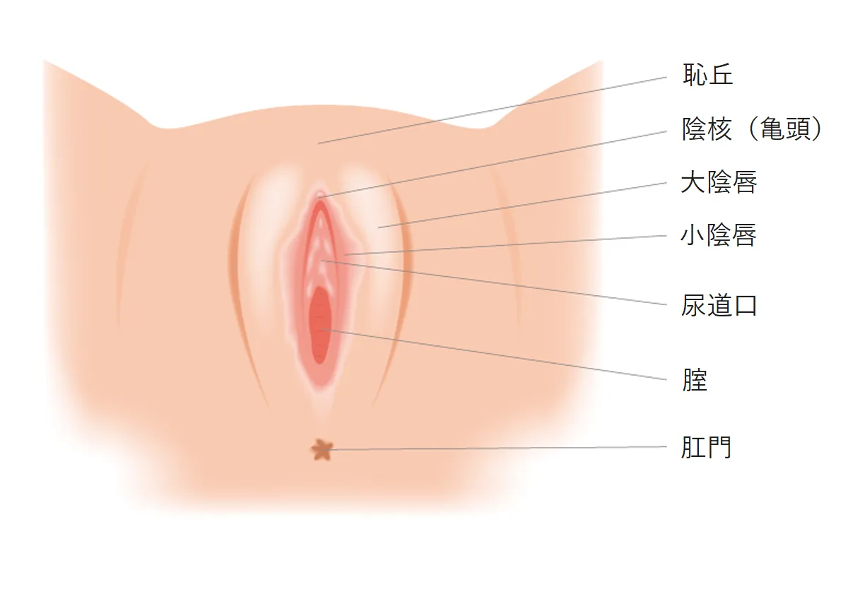 シリコンボール挿入 | 男性泌尿器科【金沢中央クリニック】