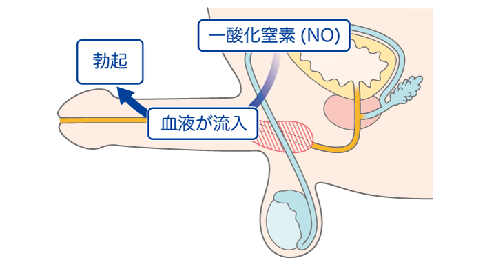 慢性前立腺炎や慢性骨盤疼痛症候群のきつかわクリニック泌尿器科専門医による解説です。