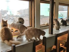 保護猫カフェ もりのねこさん(門司港/その他グルメ) | ホットペッパーグルメ