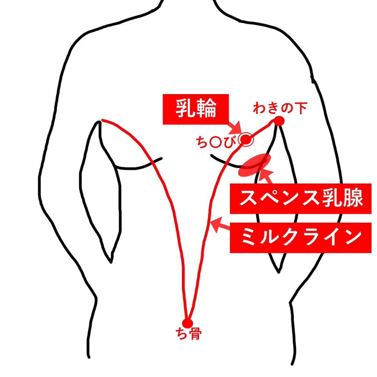 結論】スペンス乳腺を開発するたった3つの手順｜性感開発の基本をマスターしよう【依存注意】 | ぱいなび｜チクニー・セフレ活動まとめサイト