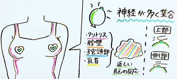 なぜ乳首は感じるのか ～脳の活動（体性感覚野）編～ - TENGAヘルスケア