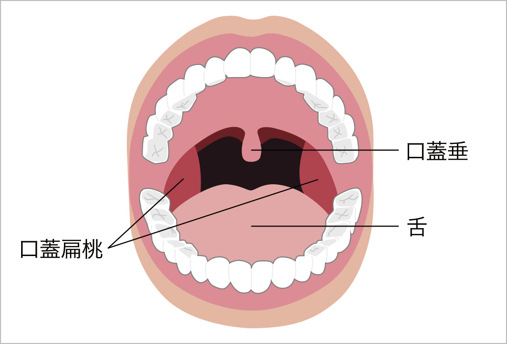 Amazon.co.jp: 森のこかげ マテ茶 (グリーン)