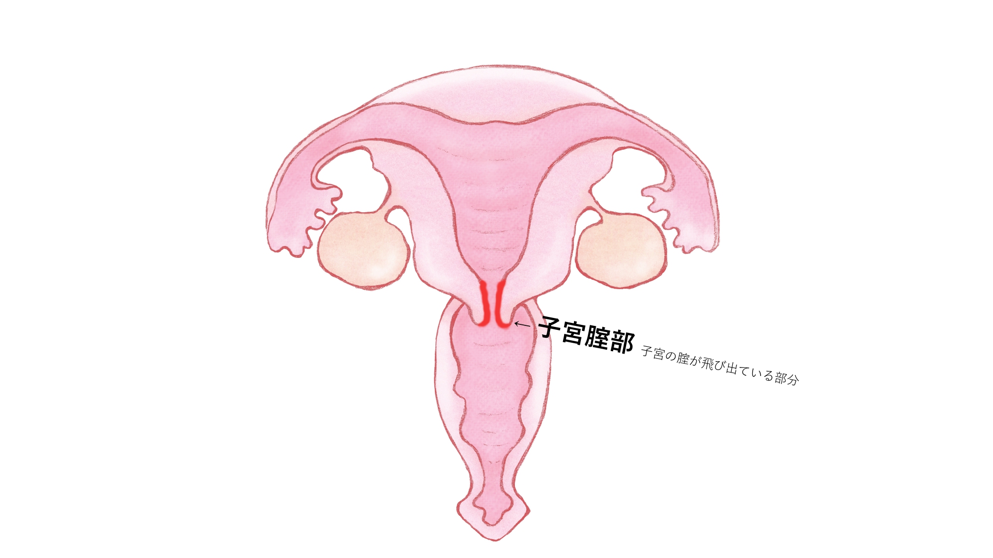 尿失禁について教えてください – 日本産婦人科医会