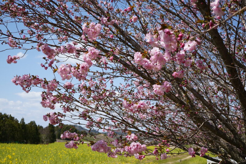 杜の庭園リフレの春は、花色パレット! ｜ 杜の庭園