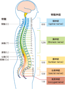 8,463 女性 人の足