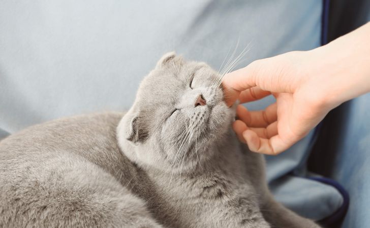 ダレトクなのか】お猫様には色んなツボがある。｜ぽぽねこの読みもの – ぽぽねこ公式オンラインショップ