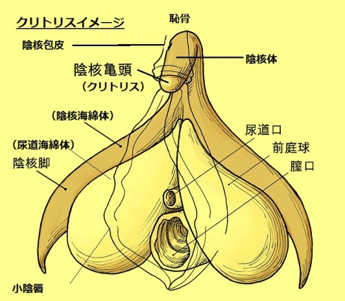 女性が感じる仕組みとは？オーガズムとスキーン腺の関係について解説 | コラム一覧｜ 