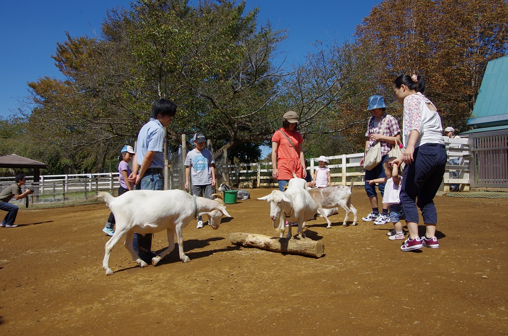 天王寺動物園のフタコブラクダ「ジャック」死ぬ - あべの経済新聞