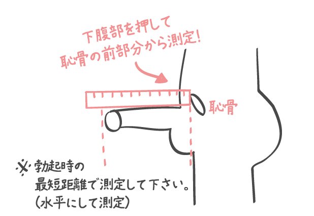 図録▽ペニス・サイズの国際比較