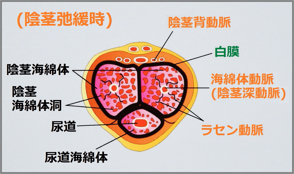 ペニスの平均サイズ | ネットのくすり屋さんコラム