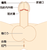 陰茎 - Wikipedia