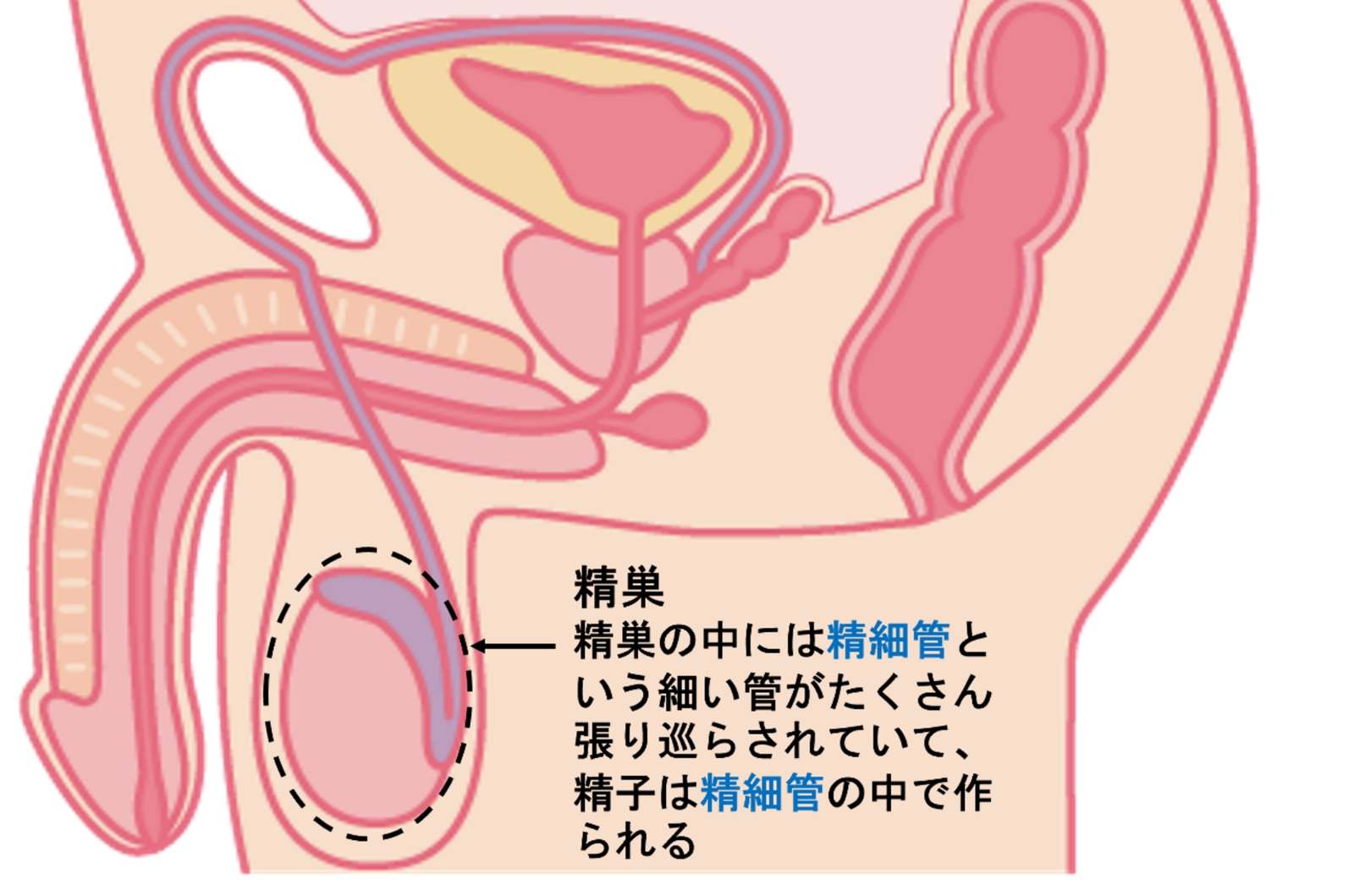 【射精コントロール】早漏改善に有効な4つの対策法！【医師解説】