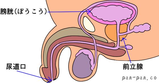 男性の潮吹き現象を科学的に徹底解説 – メンズ形成外科 |