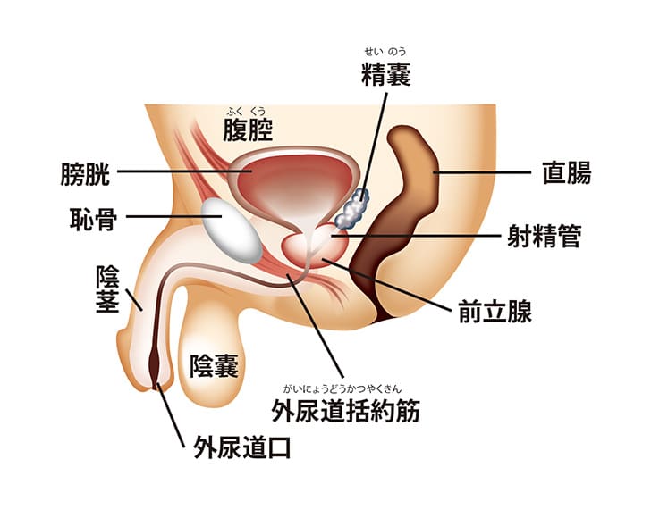 女性のクリトリスの場所や役割は？医師監修 - 夜の保健室