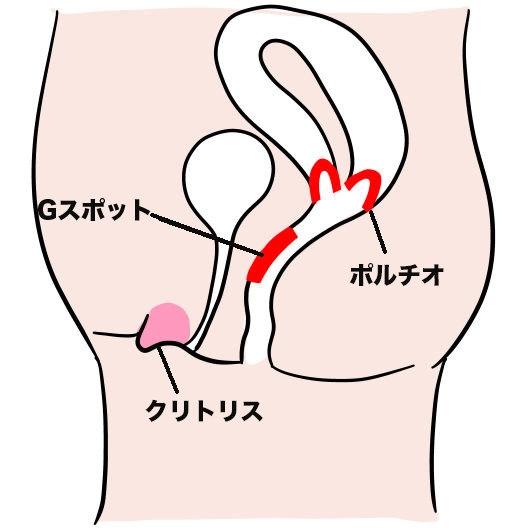 小殿筋（しょうでんきん）【筋膜リリースの為の機能解剖学】 | 【IASTM筋膜リリース認定資格セミナー】日本ISATM協会