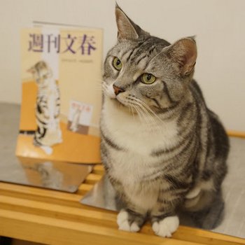 世田谷区桜新町「NekoChaya」 : 新・間違いだらけの猫カフェ選び