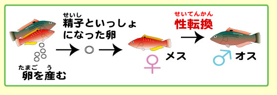 精子貯金のすすめ 凍結保存は「我が子を千尋の谷に突き落とす方式」 | ヨミドクター(読売新聞)