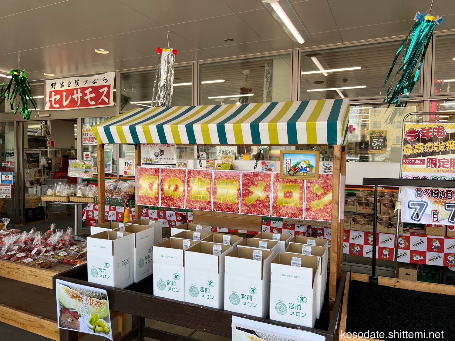 幻｣の宮前メロン 出荷開始 セレサモスで店頭販売