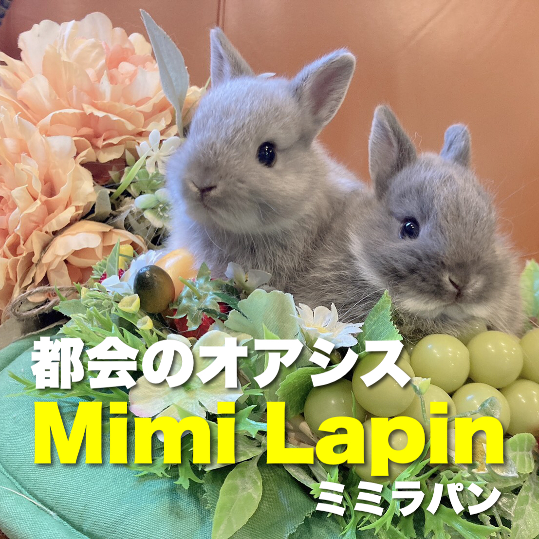 ミミラパン (Mimi Lapin)