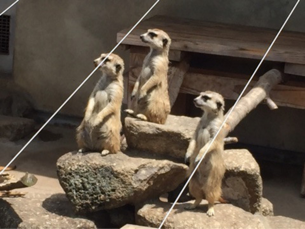 二葉幼稚園｜優しく育つ船橋市の幼稚園/年長園外保育、ミルク動物園、NHK「ふみきりくん」