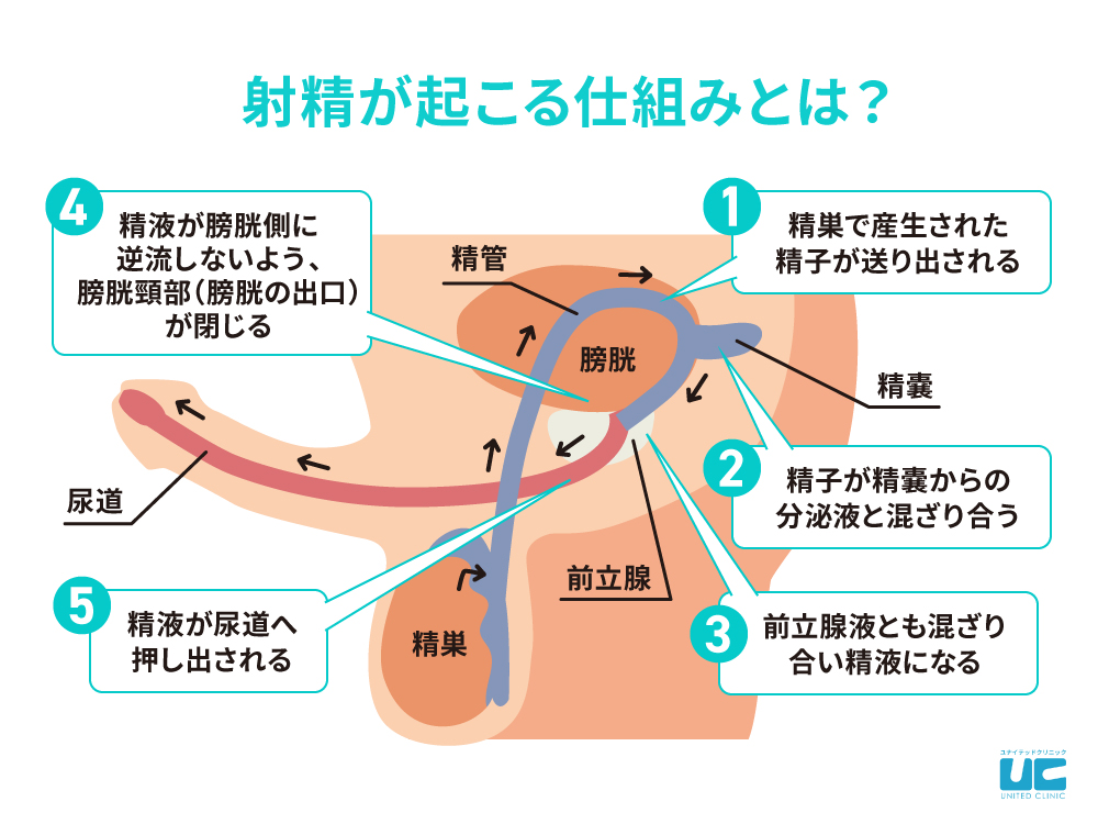 射精管理って本当にできるの？ち〇この縛り方を徹底解説｜BLニュース ちるちる