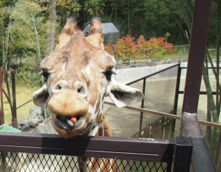 シンボルの風車が復活！ふなばしアンデルセン公園】 - YouTube