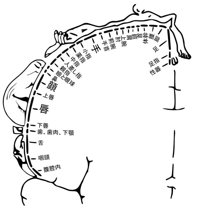 DVD「ＳＯＤ 性科学ラボ：美乳で評判の女子社員に執拗な乳首、おっぱい責めをしたら クリトリスやおま○こより感じてしまうほど乳首イキしてしまうのか！？」作品詳細