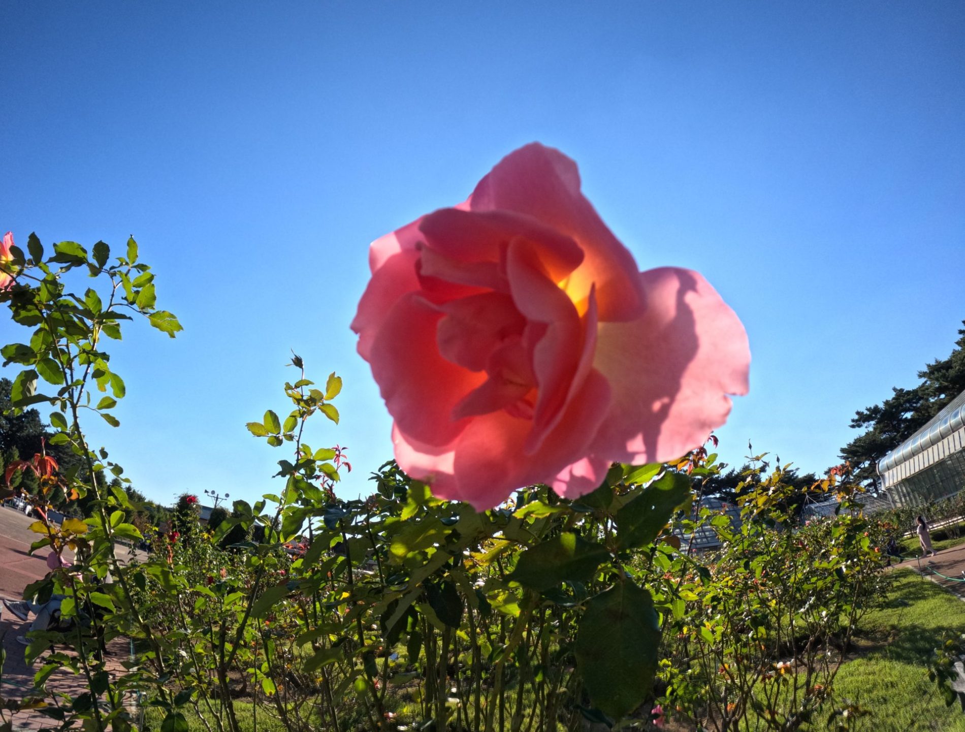 本日respectする宝塚の先輩、駒草あゆみさんのRose🌹GARDENに昨年に続き伺わせて頂きました！ 雨に濡れた薔薇の美しさに息をのみました。  五匹の愛犬達と…。