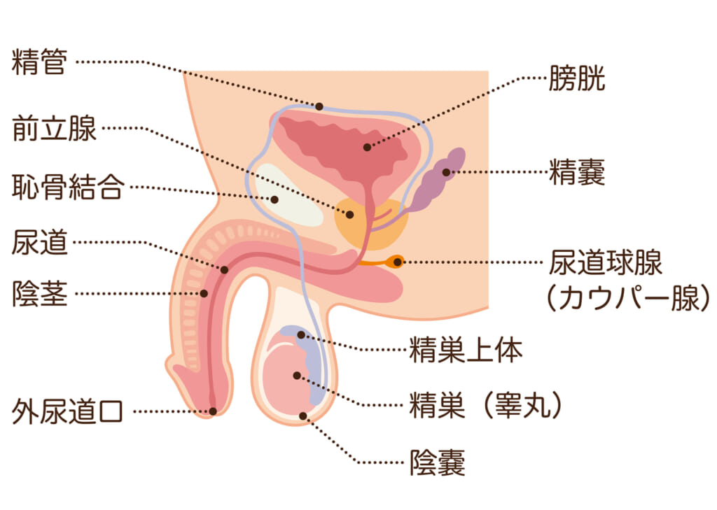 Amazon.co.jp: 男性機能がみるみる改善する睾丸ほぐし健康法 eBook :