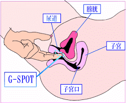 【性教育】女性のGスポットの正しい刺激方法を勉強しました!