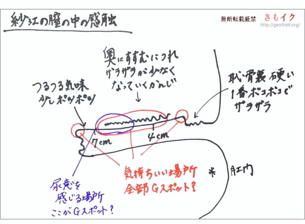 Gスポット開発とは？場所と位置の見つけ方 - 夜の保健室