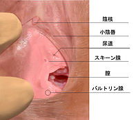 Gスポットバイブおすすめ10選！初心者でも安心のGスポット開発用おもちゃを紹介 | WEB