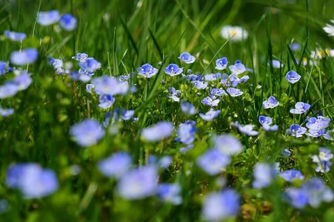 ベロニカの花言葉とは？花言葉の由来から贈られるシーンまで紹介！ – 東京寿園