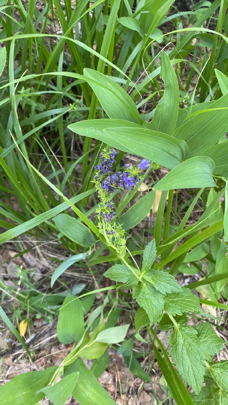 ベロニカの花言葉｜種類、特徴、色別の花言葉 | LOVEGREEN(ラブグリーン)