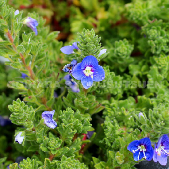 ベロニカの花言葉・誕生花は？ピンクやブルーなど色別の意味 | 花言葉らいぶらりぃ